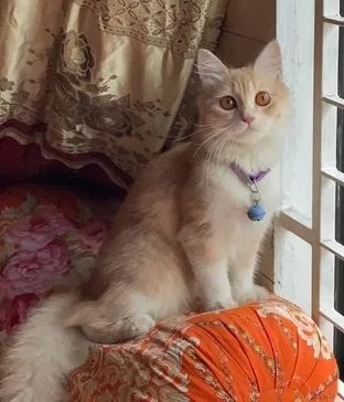 Persian Cat