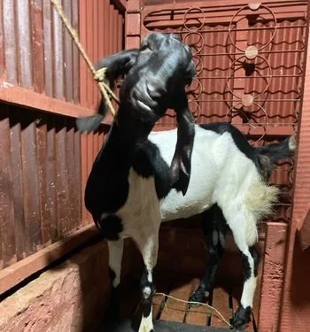 বিটল ছাগল ৯৫%