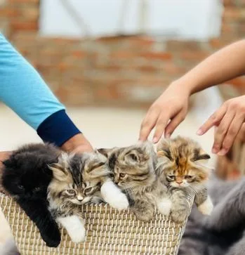Quality Triple-coated Persian Kittens