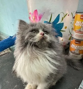 Pure Persian Tripple Coated Kitten