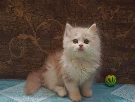 Pure Persian Kitten