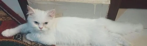 Pure Persian Kitten