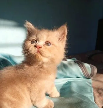 Pure Persian kittens