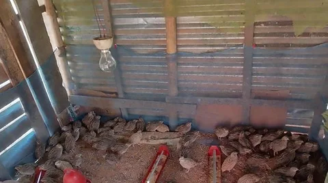 রানি কোয়েল পাখি