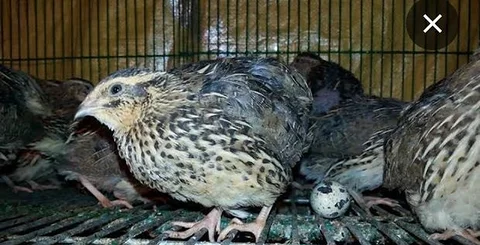 কোয়েল পাখি
