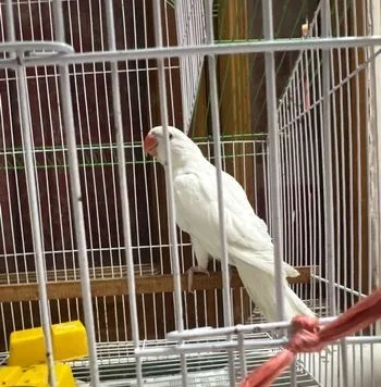 Baby Albino Parrot