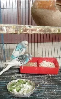 বাজরিগা পাইড রানিং পেয়ার