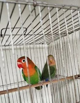 Lovebird