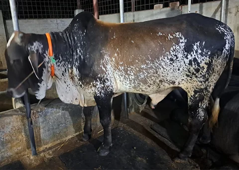 470 kg weighted Qurbani Cow - (Hunter: 1116)