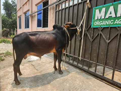 300 kg weighted Qurbani Cow black color - (Cookies: 1140)
