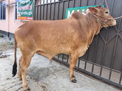 310 kg weighted Qurbani Cow Red Color- (Nido: 1139)