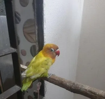 মেইল ফিসার লাভ বার্ড
