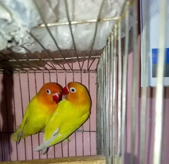 ইওলো ফিসার লাভ বার্ড