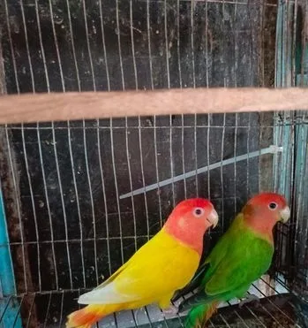 লাভ বার্ড