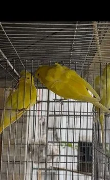 JP YELLOW