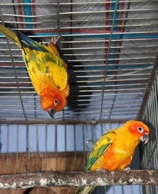 sun conure