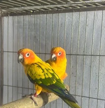 Sun Conure