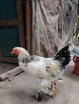 ব্রাহামা মোরগ