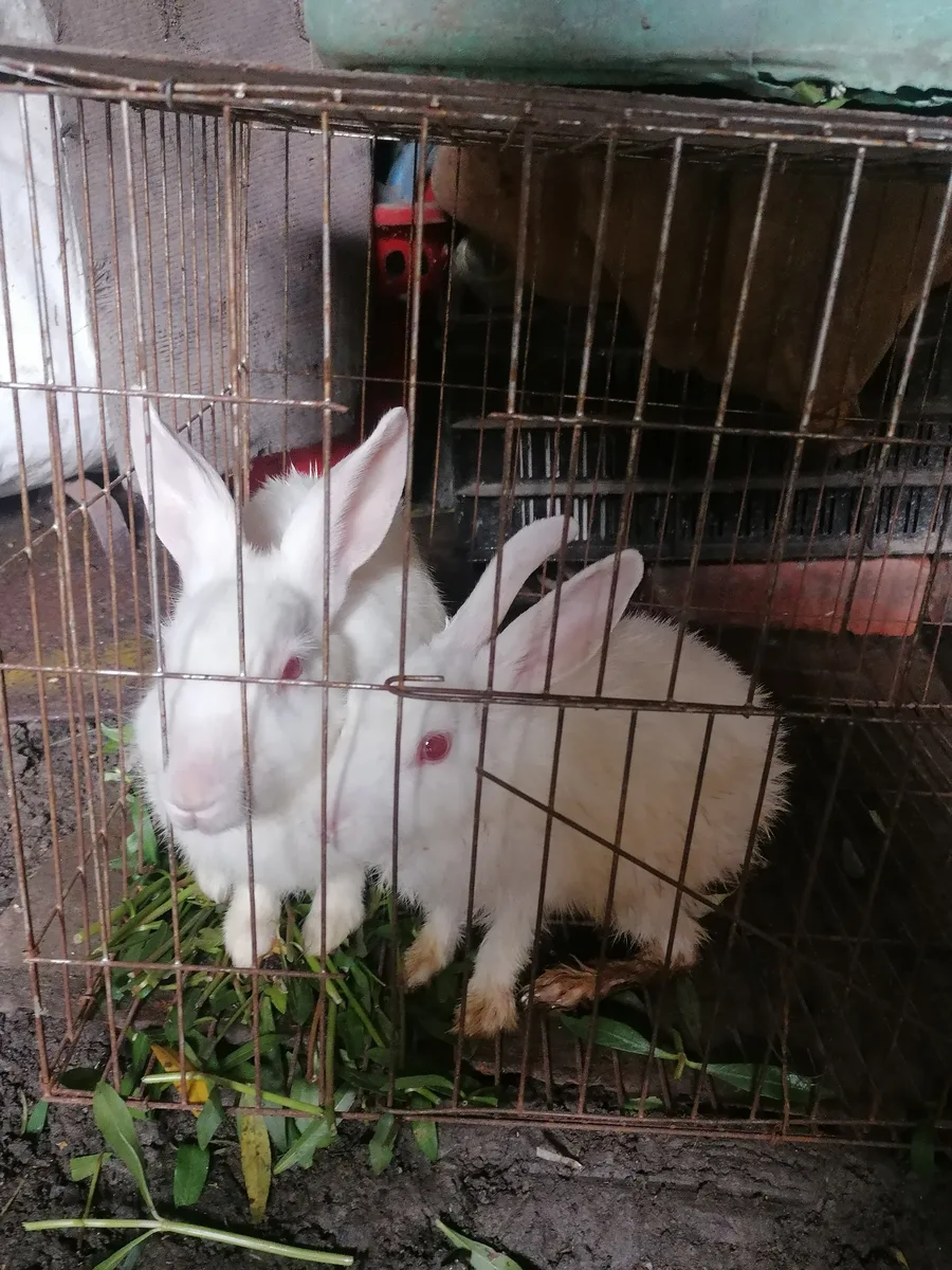 Bunny