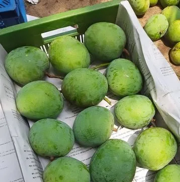 গোপালভোগ আম