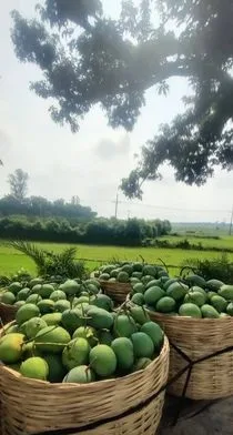 গোবিন্দভোগ আম