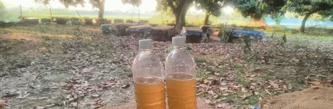 ২ কেজি লিচু ফুলের মধু