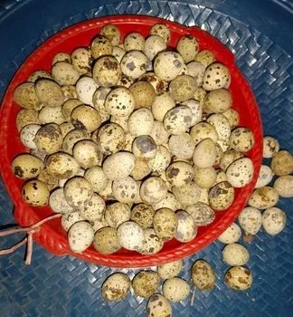 কয়েল পাখির ডিম