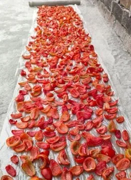 টমেটোর শুটকি