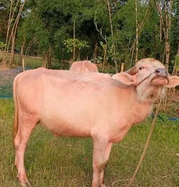 থাইল্যান্ডের উন্নত জাতের অ্যালবেনু