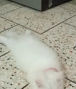 Persian Cat