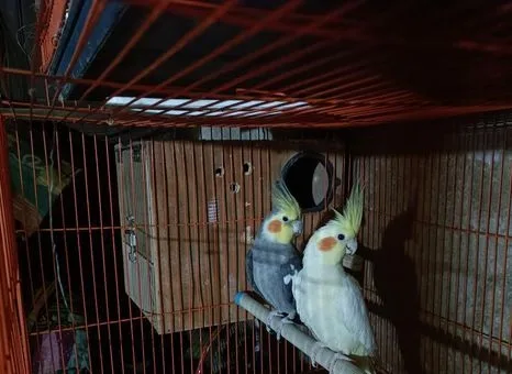 ককাটেল পাখি বাচ্চা