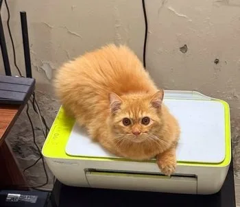Persian Cat adoption