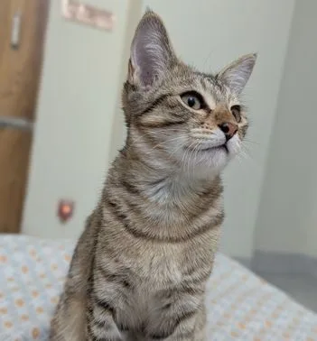 Cat For Adoption