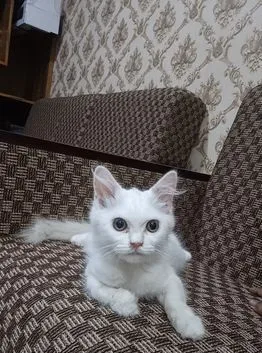 Persian Cat