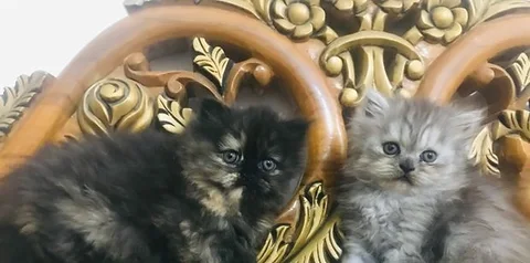 Persian Cat