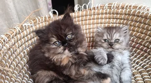 Persian cat