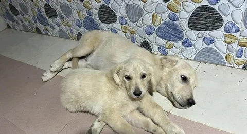 Golden Retriver
