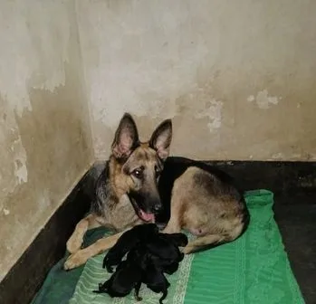 German Shepherd Puppies