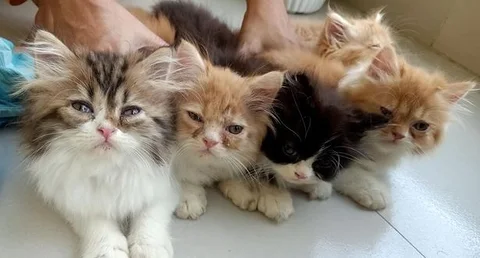kitten male and female