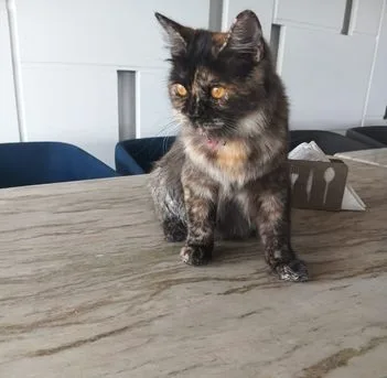 Persian Cat