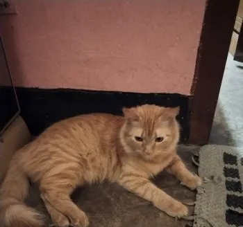 Persian Cat