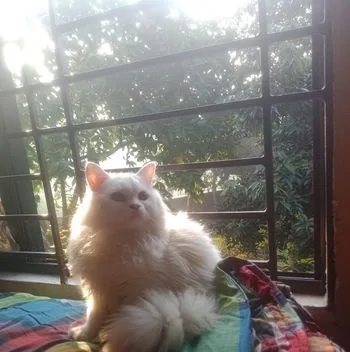 Persian Cat