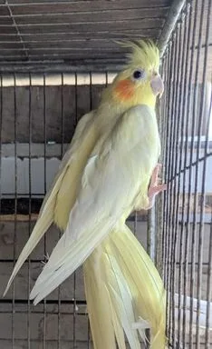 cockatiel bird