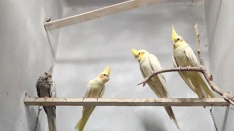 cockatiel bird