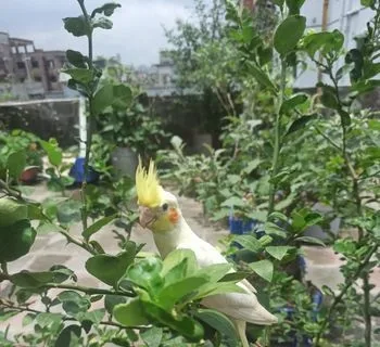 Cockatiel bird