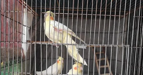 Cockatiel Bird