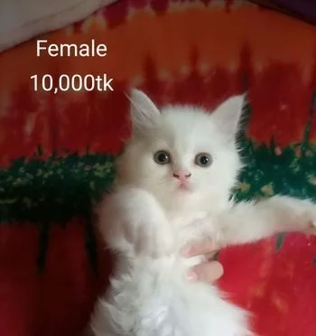 Traditional Persian Kitten