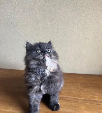 Traditional persian kitten