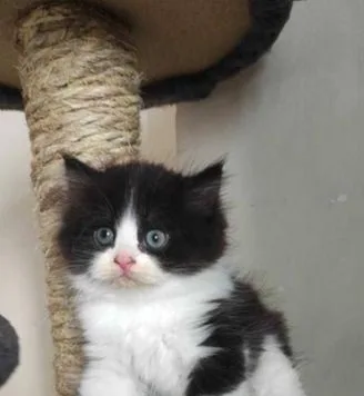Traditional Persian kitten