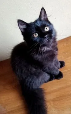 Male Kitten